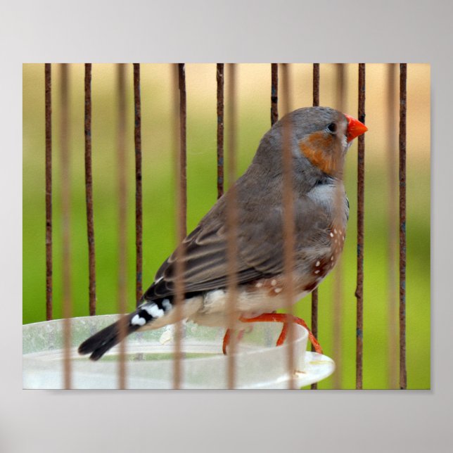 Zebra Finch Bird in Cage Poster (Front)