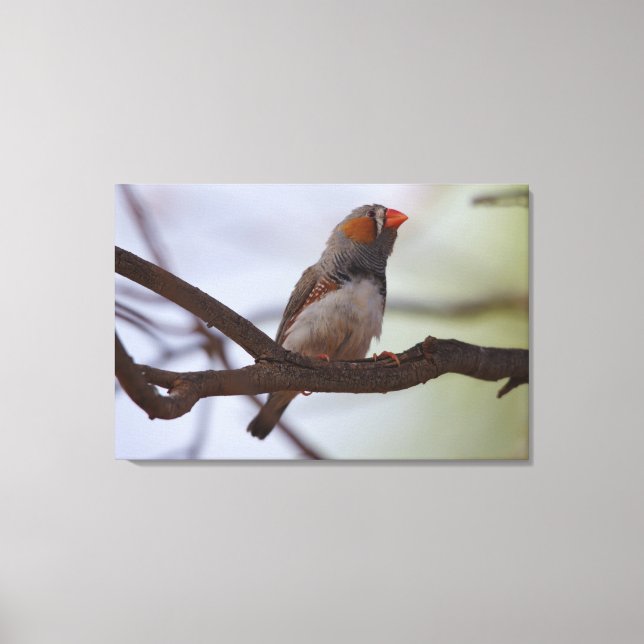 Zebra-finch Canvas Print (Front)