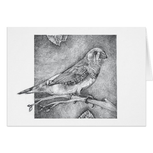 Zebra Finch Cards (Front Horizontal)