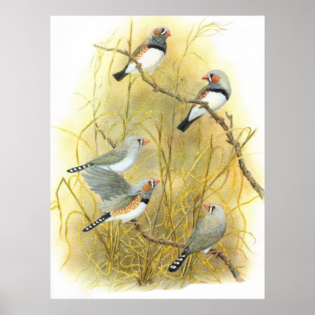 Zebra Finch Group - Taeniopygia guttata Poster (Front)