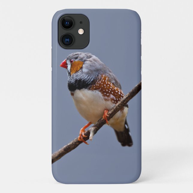 Zebra Finch iPhone 11 Case (Back)