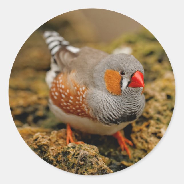 Zebra Finch on the Rocks Classic Round Sticker (Front)