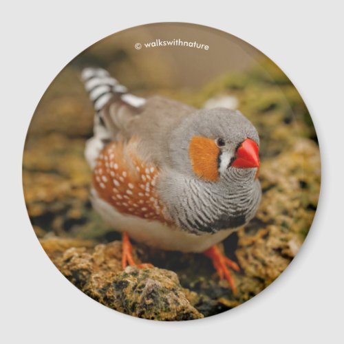 Zebra Finch on the Rocks Magnet