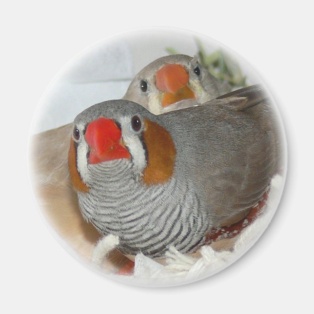 Zebra Finch Pair Magnet (Front)
