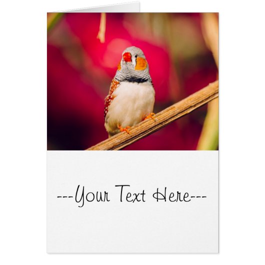 Zebra Finch Pink Background Cards (Front)