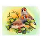 Zebra Finches Realistic Painting Postcard