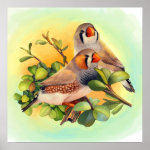 Zebra Finches Realistic Painting Poster