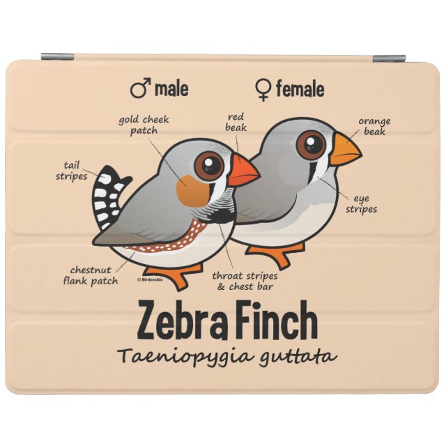 male vs female finches