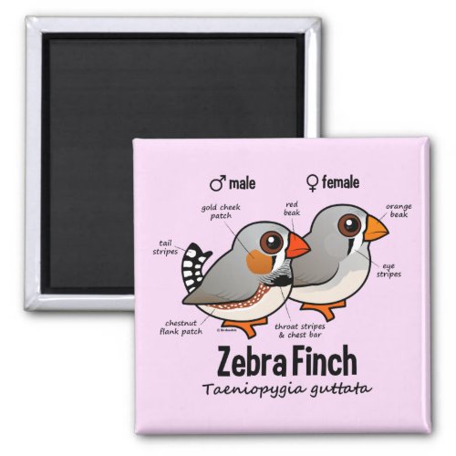 Zebra Finch Statistics Magnet