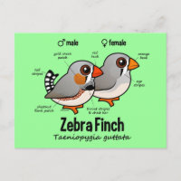 Zebra Finch Statistics 