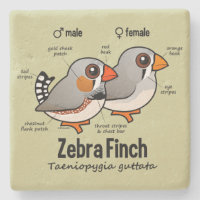 Zebra Finch Statistics Limestone Coaster
