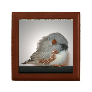 Zebra Finch Trinket Box