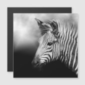 Zebra Foal (Front/Back)