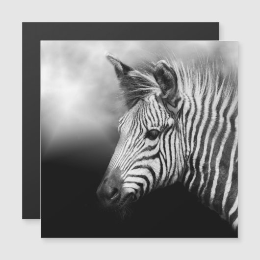 Zebra Foal (Front/Back)