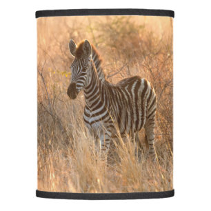 Zebra foal in morning light lamp shade
