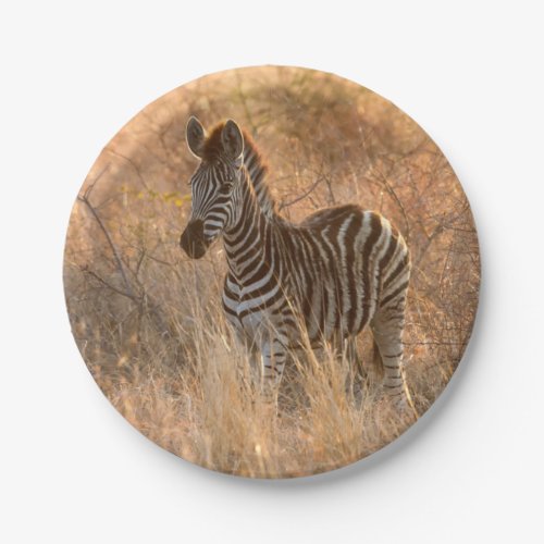 Zebra foal in morning light paper plates