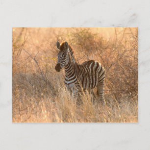 Zebra foal in morning light postcard
