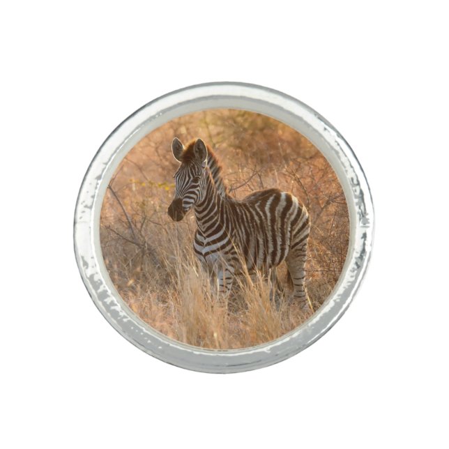 Zebra foal in morning light ring (Front)