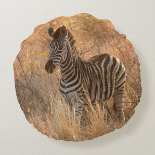 Zebra foal in morning light round pillow