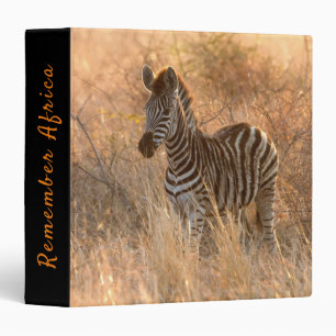 Zebra foal in morning sunrise photo 3 ring binder
