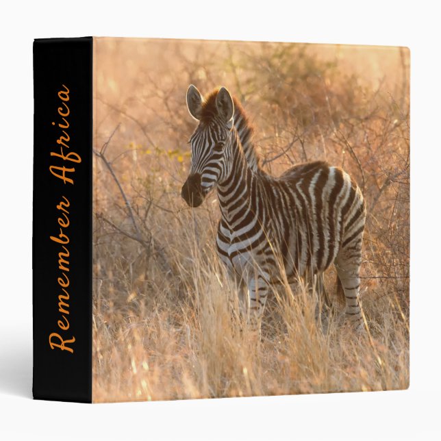 Zebra foal in morning sunrise photo 3 ring binder (Front/Spine)