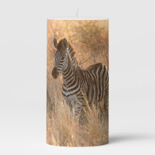 Zebra foal in morning sunrise photo pillar candle