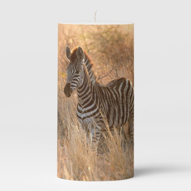 Zebra foal in morning sunrise photo pillar candle (Front)