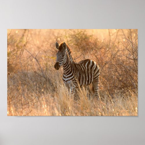 Zebra foal in morning sunrise photo poster