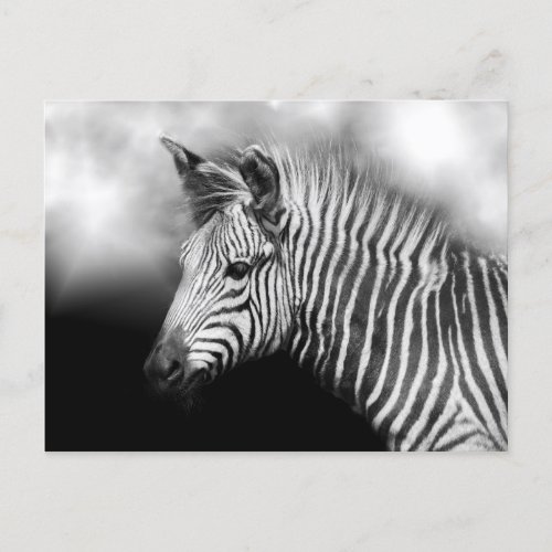 Zebra Foal Postcard