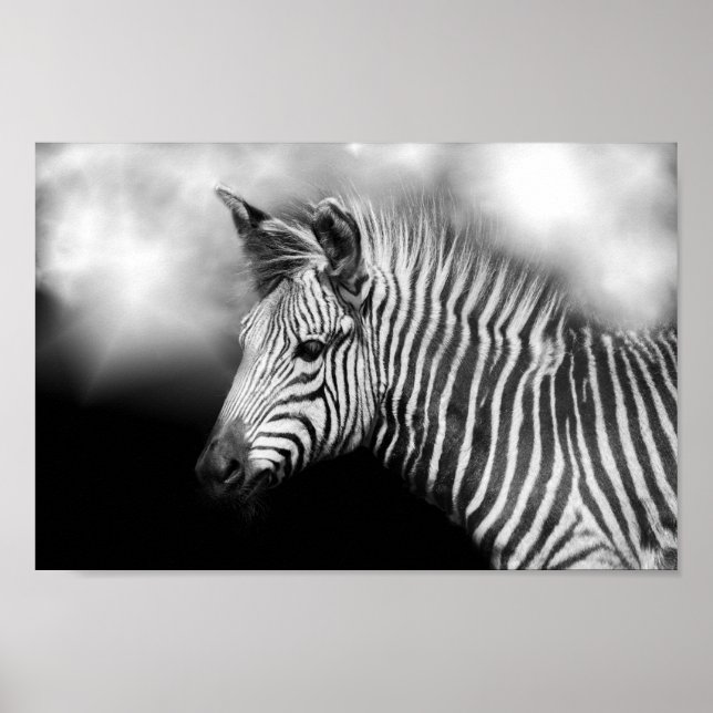 Zebra Foal Poster (Front)