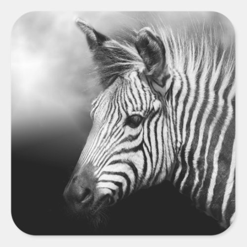 Zebra Foal Square Sticker