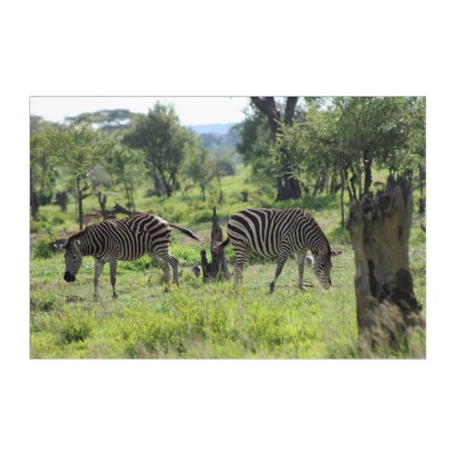Zebra Friends Acrylic Print