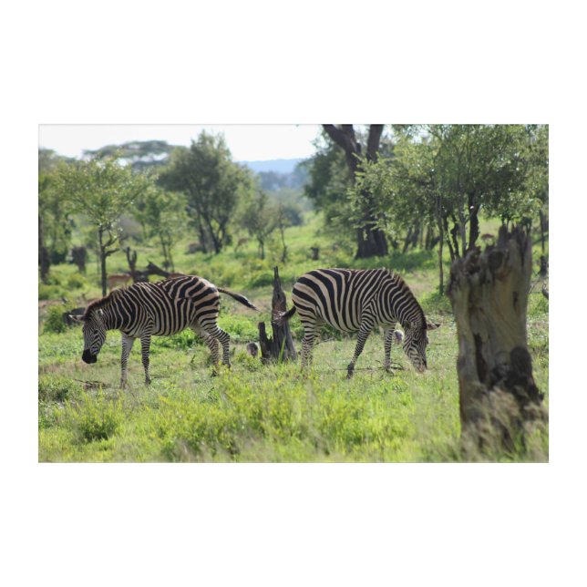 Zebra Friends Acrylic Print (Front)