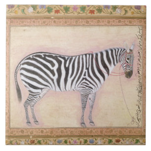 Zebra, from the 'Minto Album', 1621 (gouache on pa Ceramic Tile