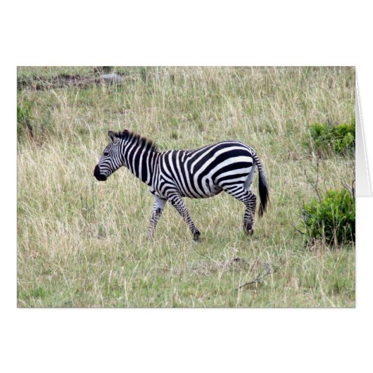 zebra grass cards (Front Horizontal)