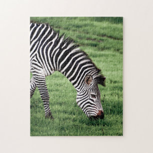 Zebra Grazing Jigsaw Puzzle
