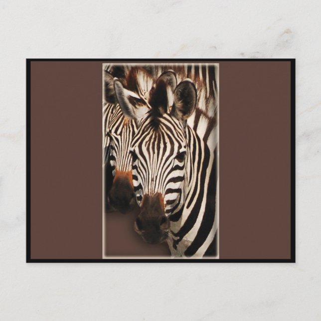 Zebra greeting cards - postcards (Front)