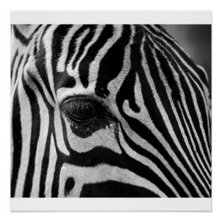 Zebra Head Black and White Photo Glossy Poster