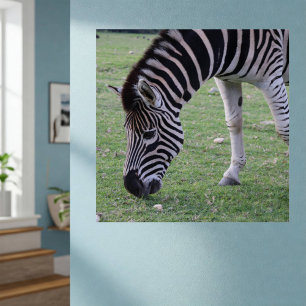 Zebra Head Black and White Striped Photo Poster