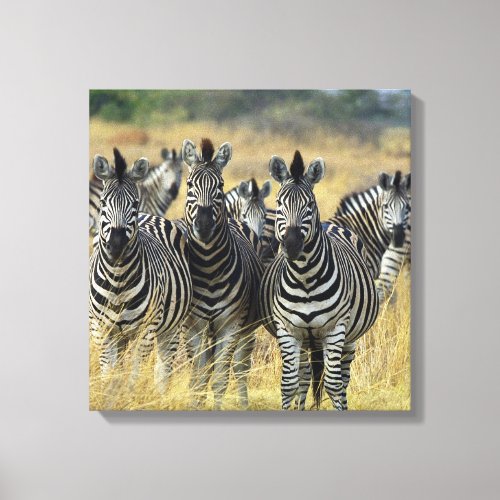 Zebra Herd Canvas Print
