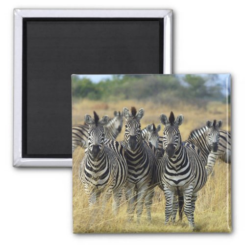 Zebra Herd Magnet