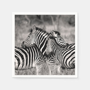 Zebra Herd Nature Safari Black and White Stripes Napkins