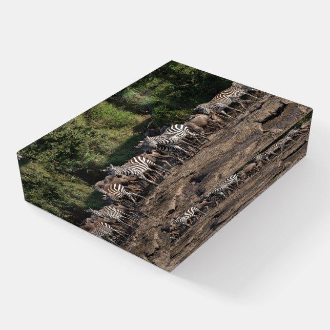 Zebra Herd Photo Taken In The Wild  Paperweight (Angled)