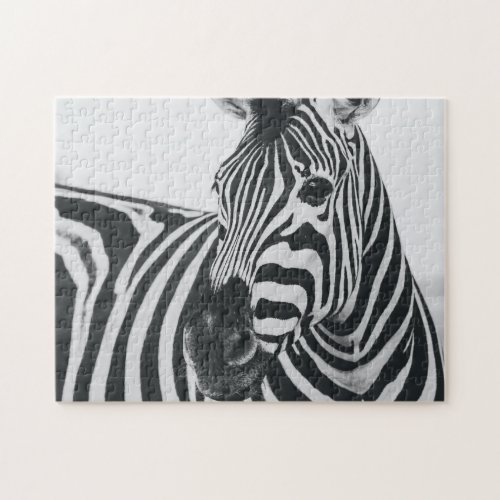 Zebra Horse Close Lookup Free Savannah Nature Jigsaw Puzzle