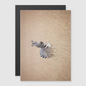 Zebra in high grass (Front/Back)