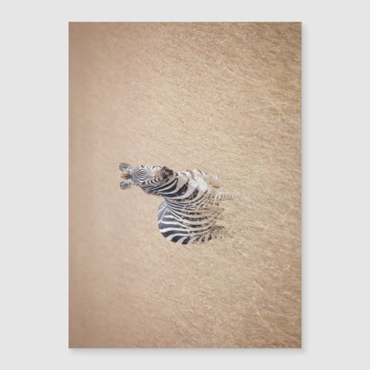 Zebra in high grass (Front)