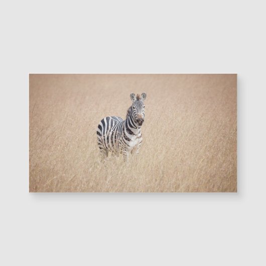 Zebra in high grass (Front)