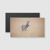 Zebra in high grass (Front/Back)