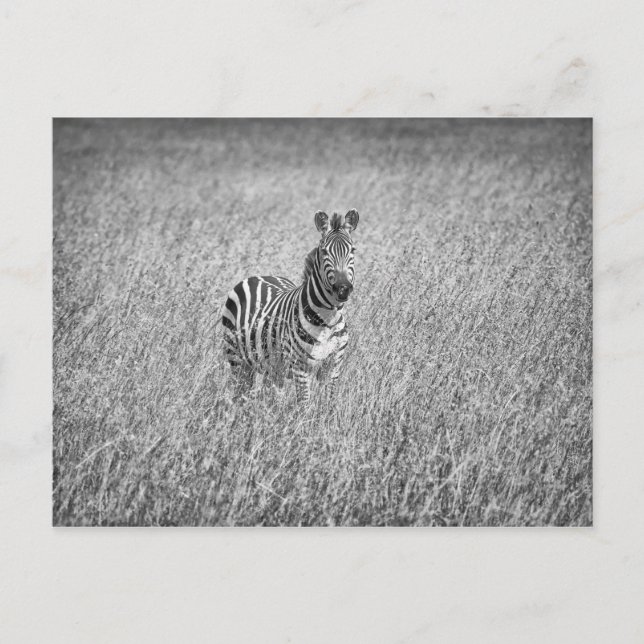 Zebra in high grass postcard (Front)