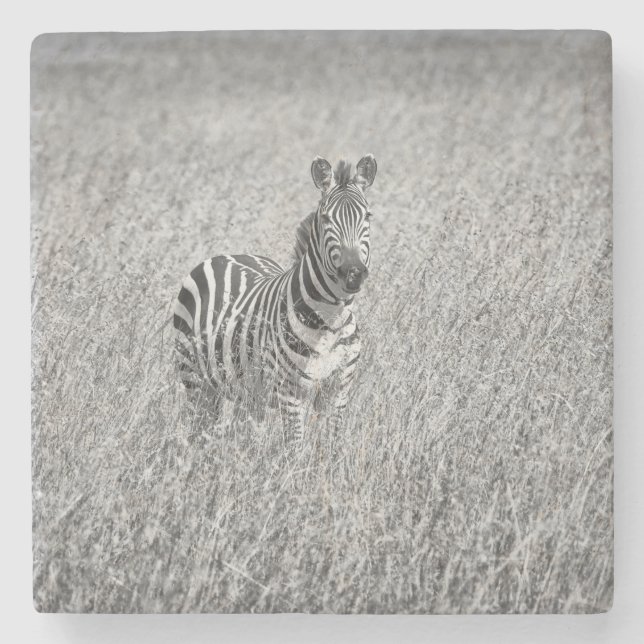 Zebra in high grass stone coaster (Front)